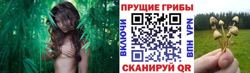 сколько стоит  Темрюк  OMG как войти  Псилоцибиновые грибы Psilocybine cubensis 